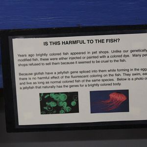 GloFish Harmful?