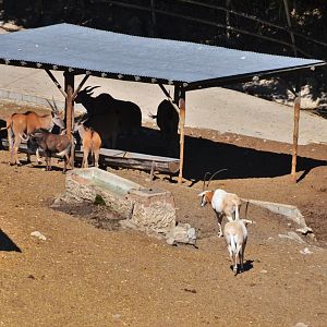 Mixed Ungulates at Selwo Aventura, 13/03/19