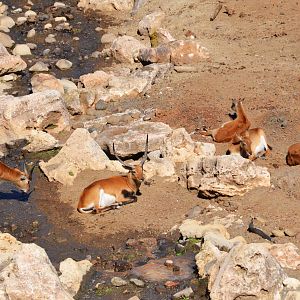 Kafue Lechwe at Selwo Aventura, 13/03/19