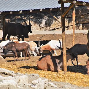 Mixed Ungulates at Selwo Aventura, 13/03/19