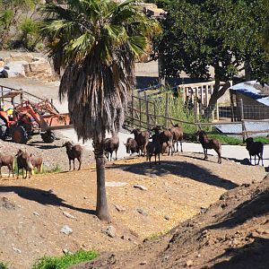 Black Wildebeest and Ellipsen Waterbuck at Selwo Aventura, 13/03/19