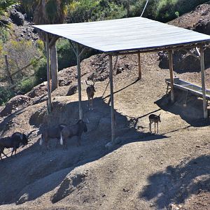 Black Wildebeest and Common Impala at Selwo Aventura, 13/03/19