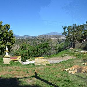 African Lion Enclosure at Selwo Aventura, 13/03/19