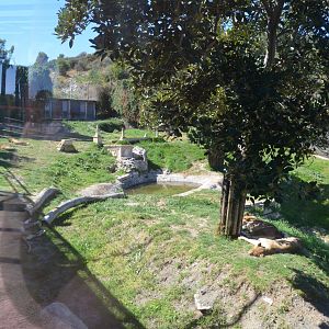 African Lion Enclosure at Selwo Aventura, 13/03/19