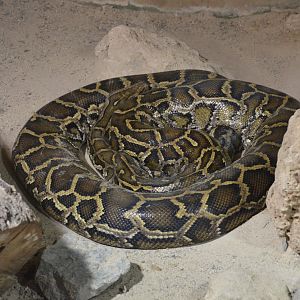 Indian Python at Selwo Aventura, 13/03/19