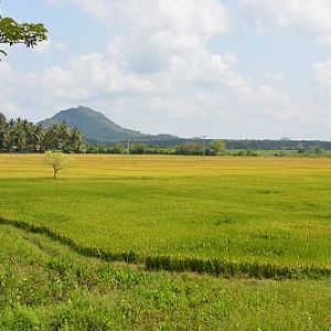 Rice fields