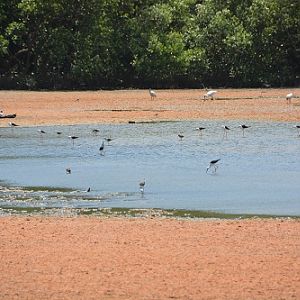 Small lagoon with lots of birds.