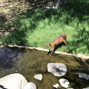 East African Sitatunga