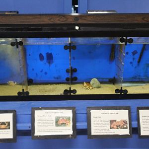 Crab Tanks