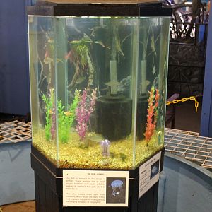 Silver Jenny Mojarra Tank