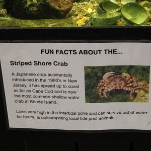 Striped Shore Crab Signage