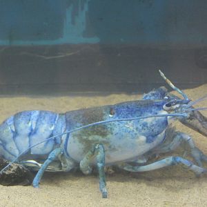 Blue American Lobster