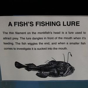 Anglerfish Signage