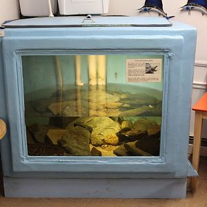 Alligator Snapping Turtle Enclosure