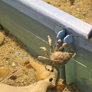 Spider Crab Escape