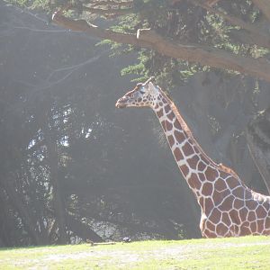 Reticulated Giraffe