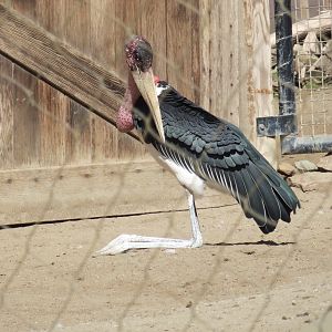 Marabou Stork