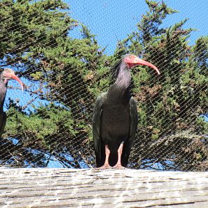 Northern Bald Ibis