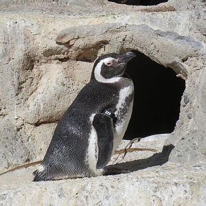 Magellanic Penguin