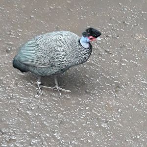 Kenya crested guineafowl