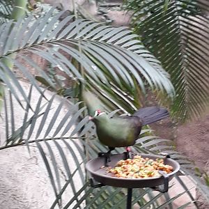 Guinea turaco