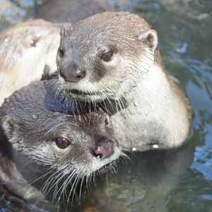 Otters playing in the water