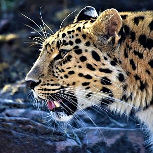 This is my favourite from Colchester.