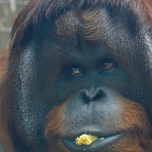 Sumatran orangutan