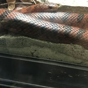 Mole kingsnake