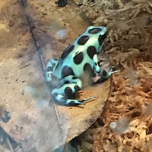 Green-and-black poison dart frog