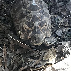 Burmese star tortoise