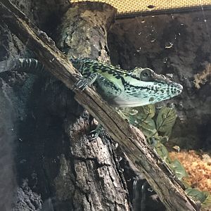 Smallwood' giant anole