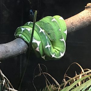 Amazon basin emerald tree boa