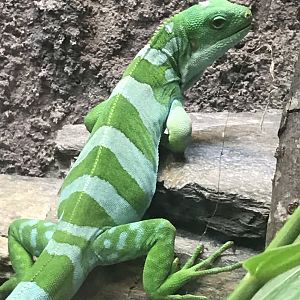 Fiji banded iguana