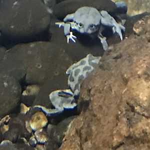 Titicaca water frog