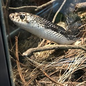 Northern pine snake