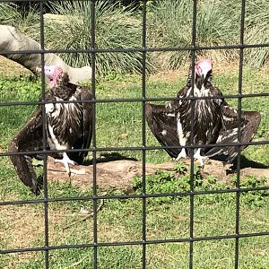 Lappet-faced vultures: Anubis & Amanah