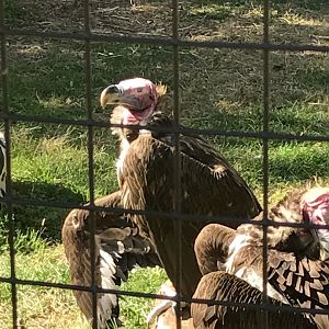 Lappet-faced vultures: Anubis & Amanah