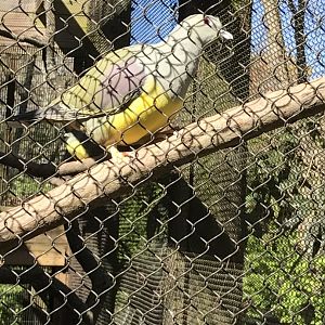 Bruce's green pigeon