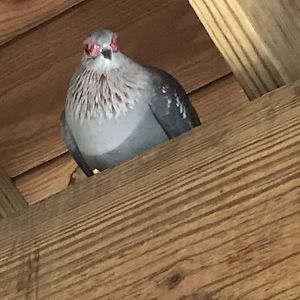 Speckled pigeon