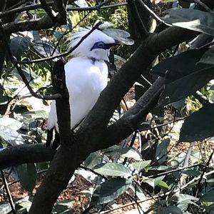 Bali mynah