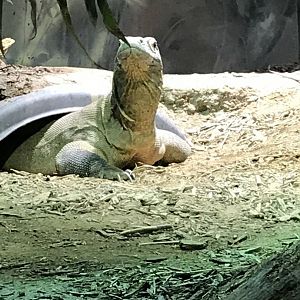 Komodo dragon: Rinca