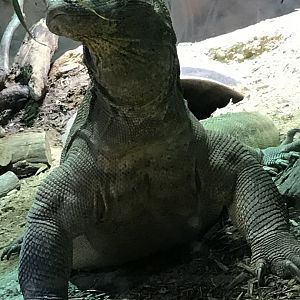 Komodo dragon: Rinca