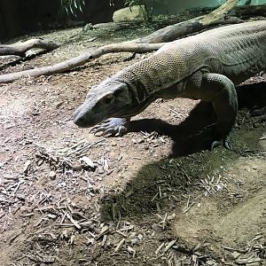 Komodo dragon: Rinca