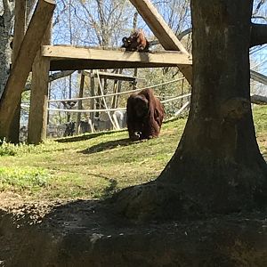 Sumatran orangutans: Madu & Keju