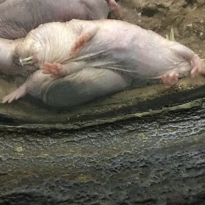 Naked mole rats
