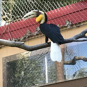 Wreathed hornbill: Fitz