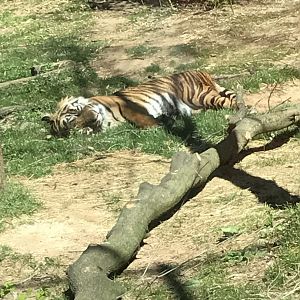 Sumatran tiger: Sparky