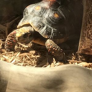 Red-foot tortoise