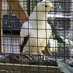 Pied imperial pigeon